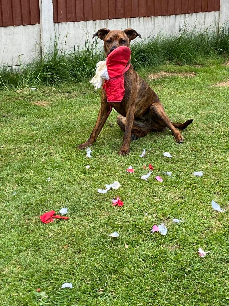 Naughty dog with shredded item/Jo's Pet Services