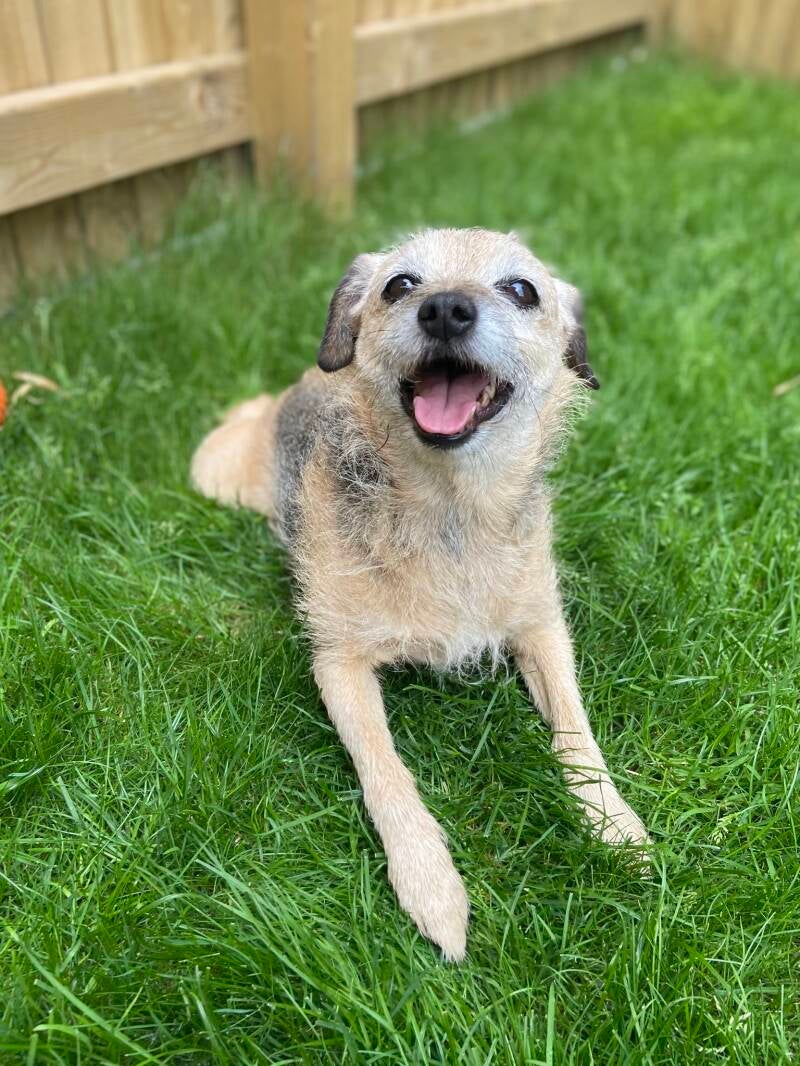 RIP lovely Nelly/Jo's Pet Services