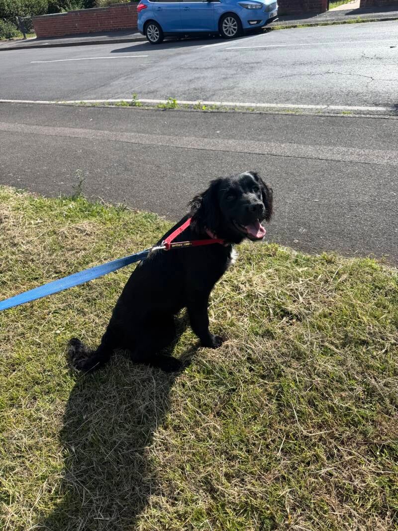 Puppy in the sun solo walk/Jo's Pet Services