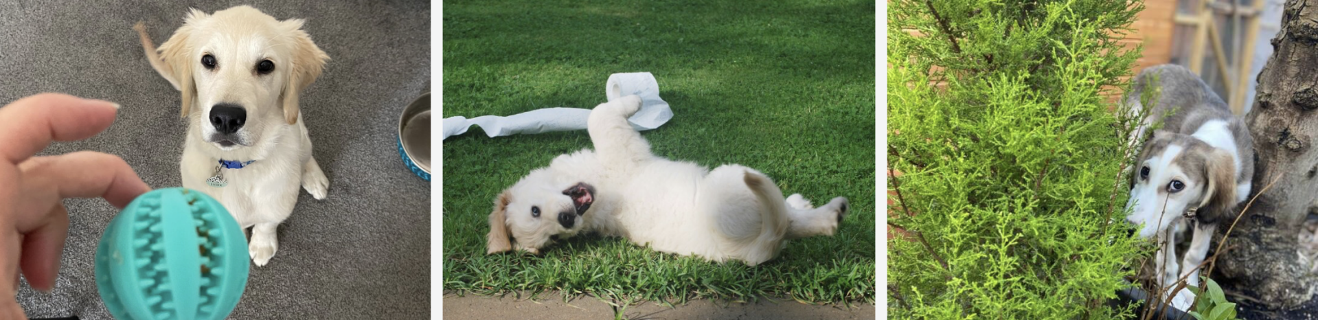 Cheeky puppies- training/Jo's Pet Services