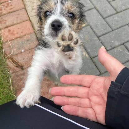 Puppy giving its paw/Jo's Pet Services