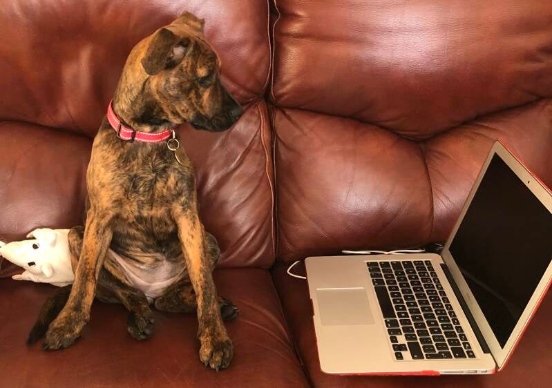 Puppy looking at a laptop/Jo's Pet Services