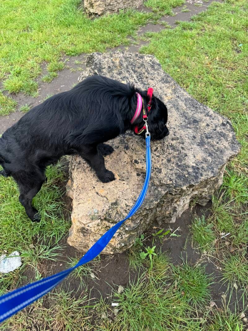 Solo puppy walk in Worksop/Jo's Pet Services