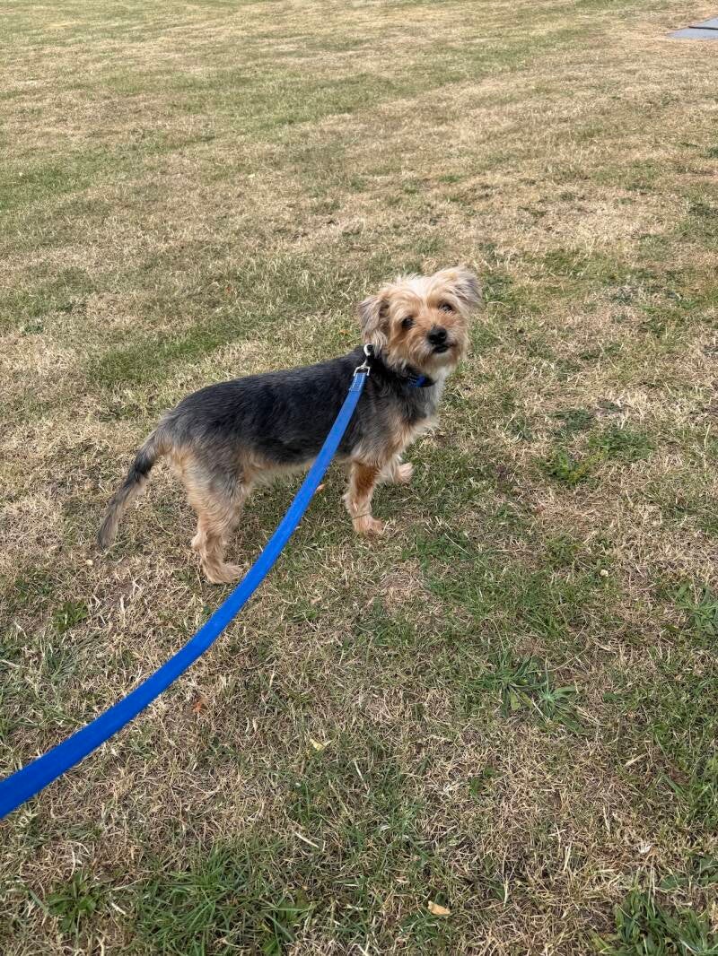 Yorkshire terrier