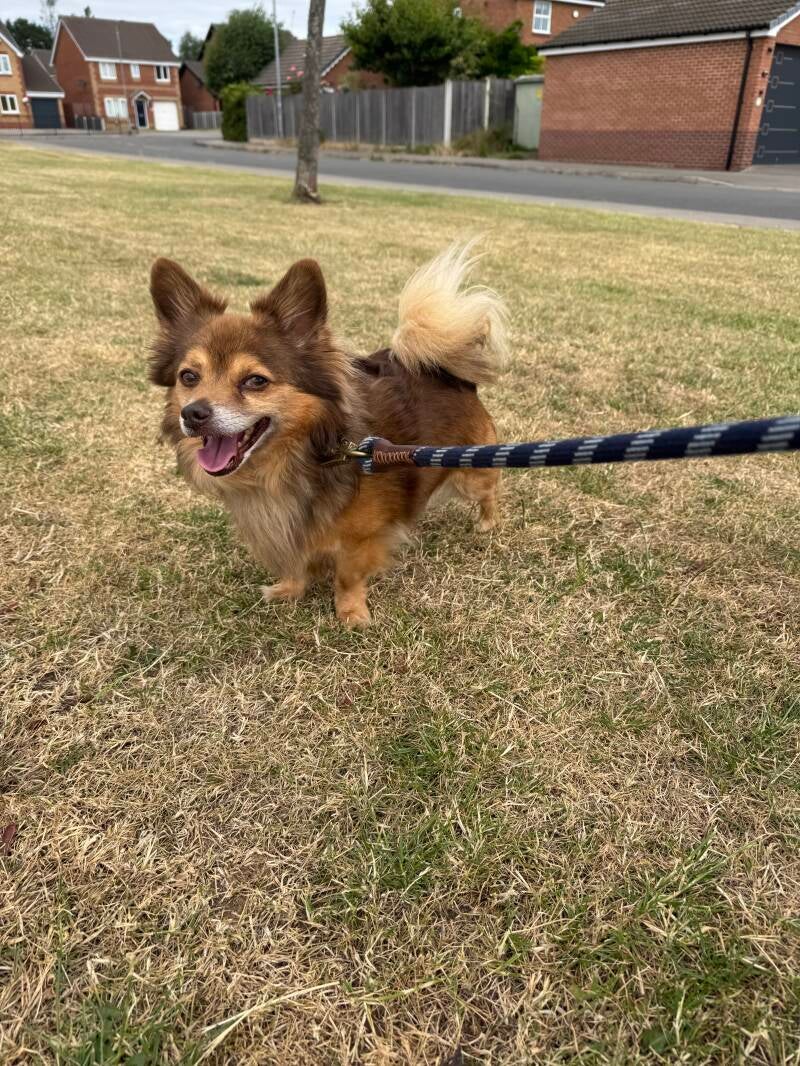 Solo dog walk local rec/Jo's Pet Services