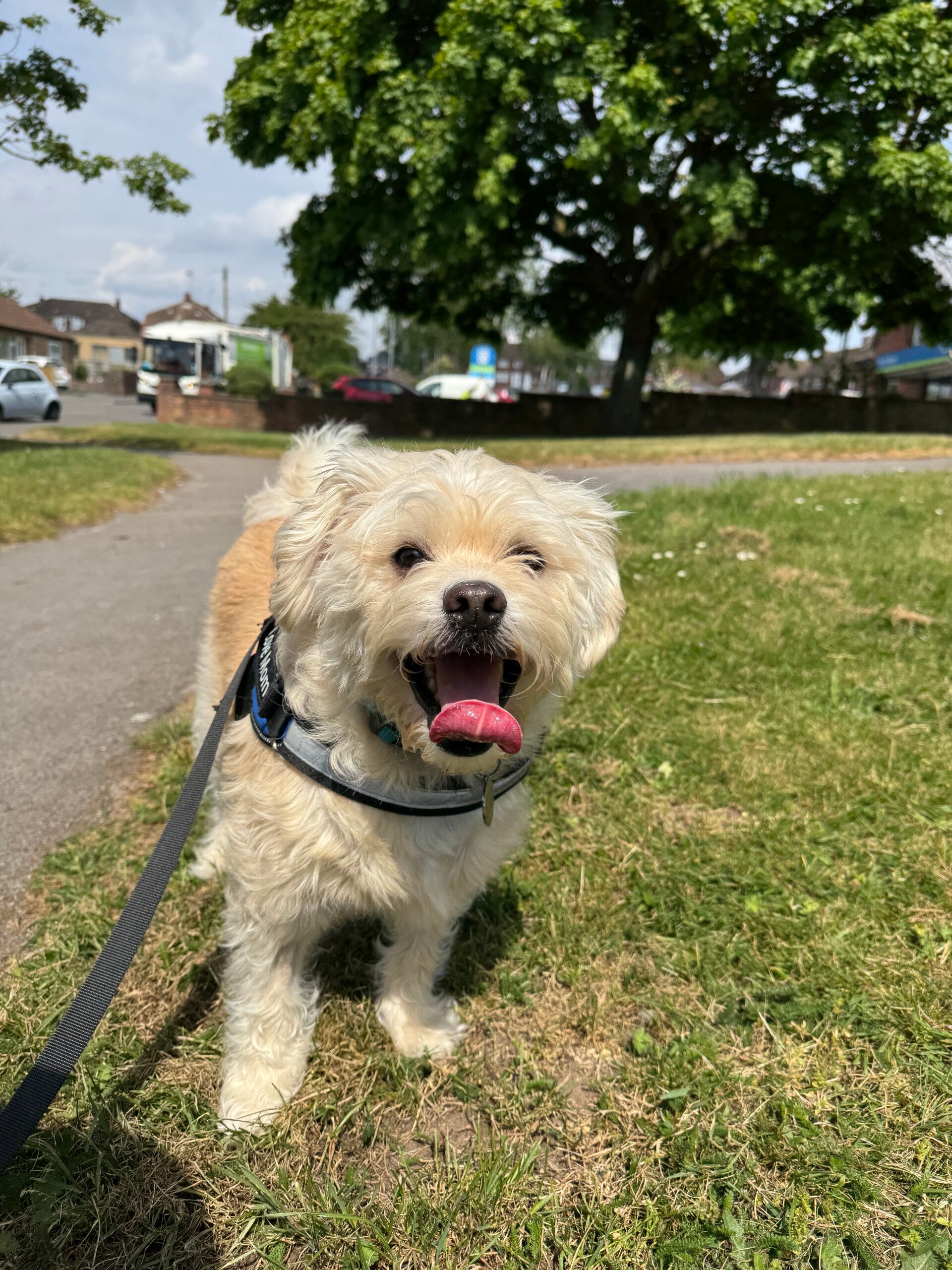 Solo walk cockapoo/Jo's Pet Services