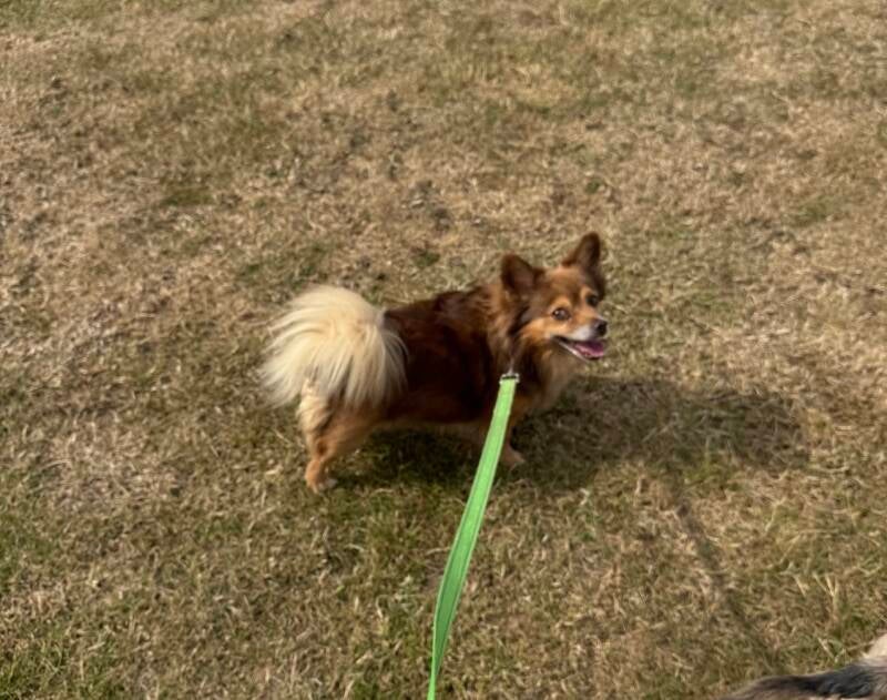 Solo dog walk