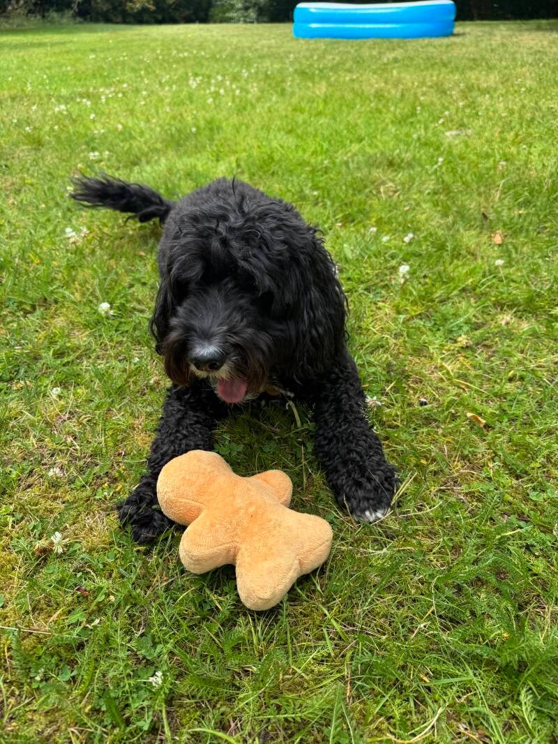 Cockapoo garden visit/Jo's Pet Services