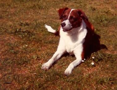Suzy 1979-1993/Jo's Pet Services