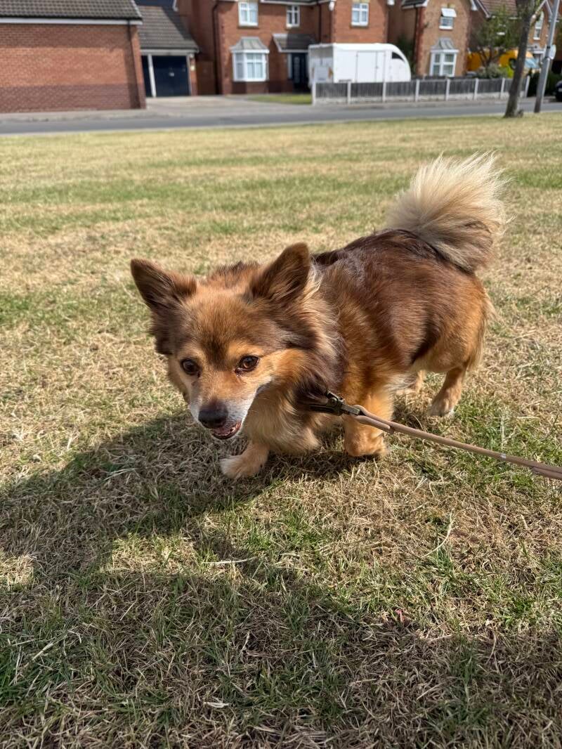 Solo dog walk/Jo's Pet Services