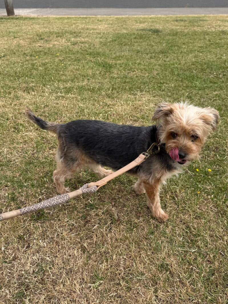 Yorkie solo walk/Jo's Pet Services