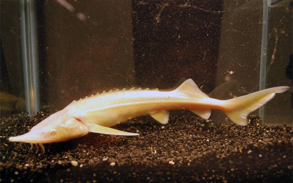 A. Ruthenus (Sterlet steur albino)  20 cm