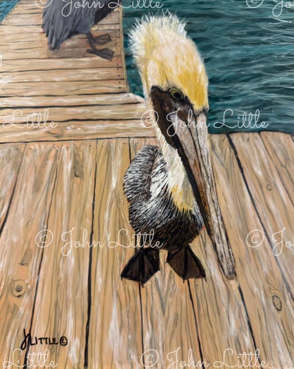 'Pelican Pimp Walk' - Print