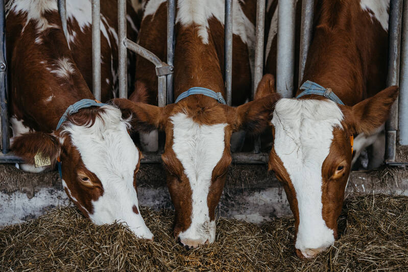 Bij Smits Boerengoed lopen MRIJ koeien