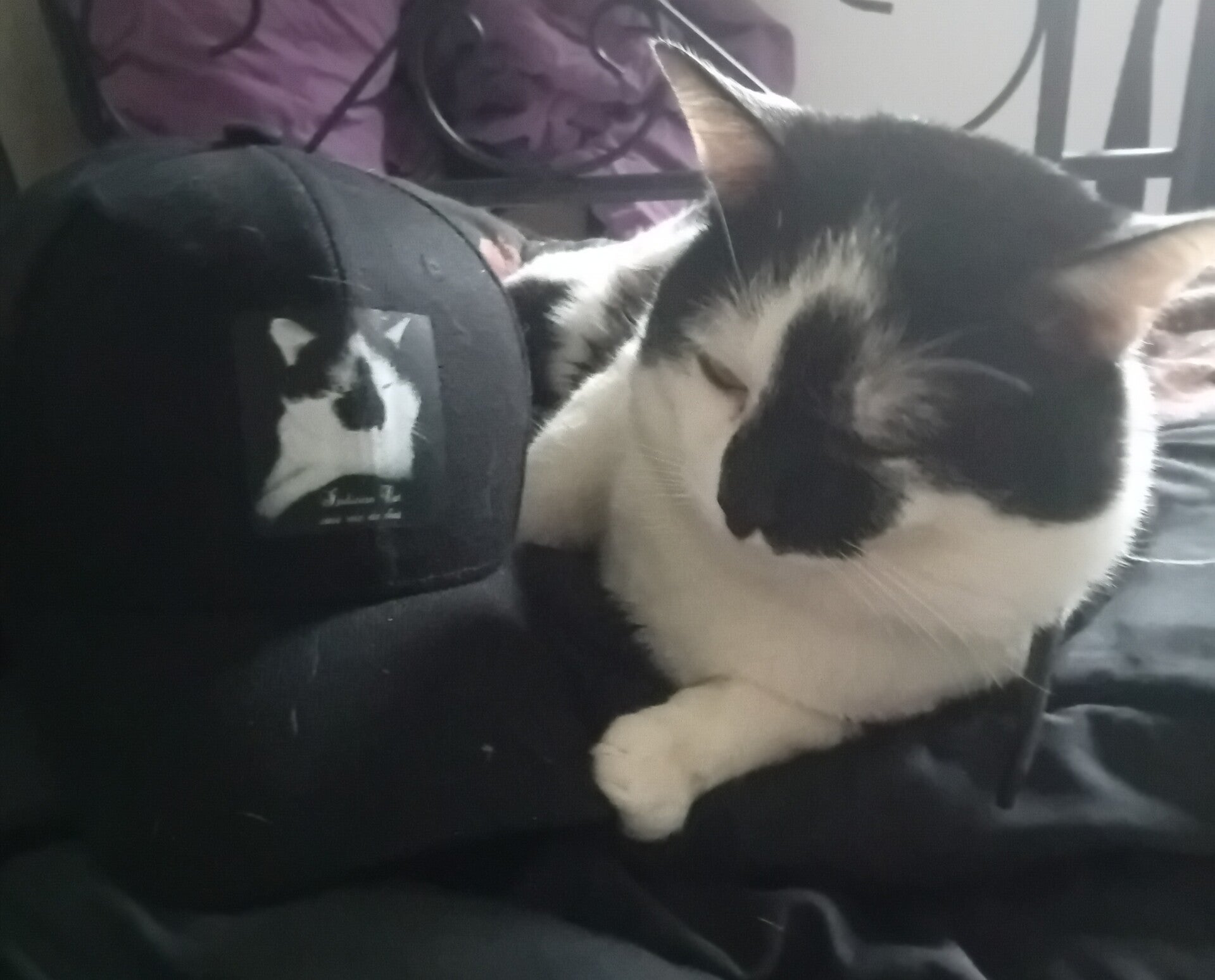 Casquette "Indiana Cat. une vie de chat"