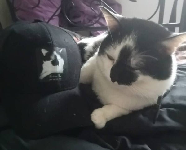 Casquette "Indiana Cat. une vie de chat"