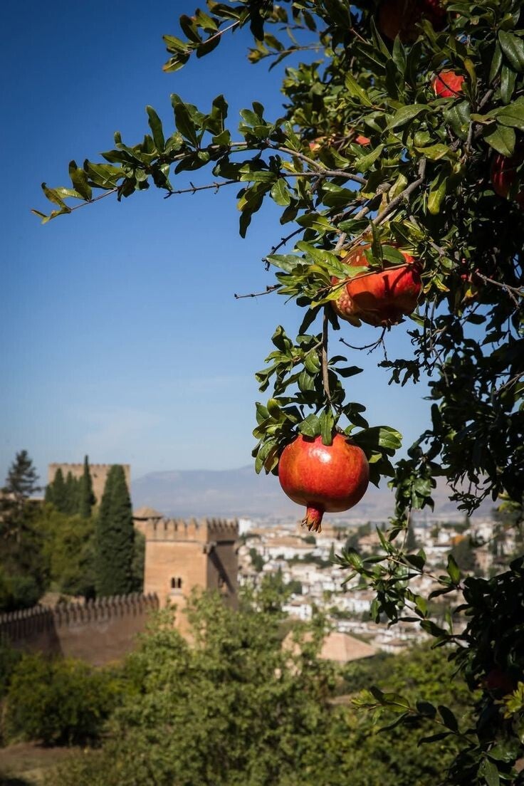 Primer plano de un árbol de granadas con la fortaleza de la Alhambra y Granada al fondo. Sede y centro de operaciones de Hogar Iberia para la validación técnica de propiedades en Andalucía e Italia.