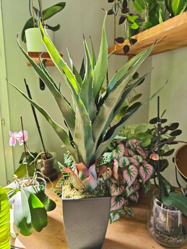 Agave