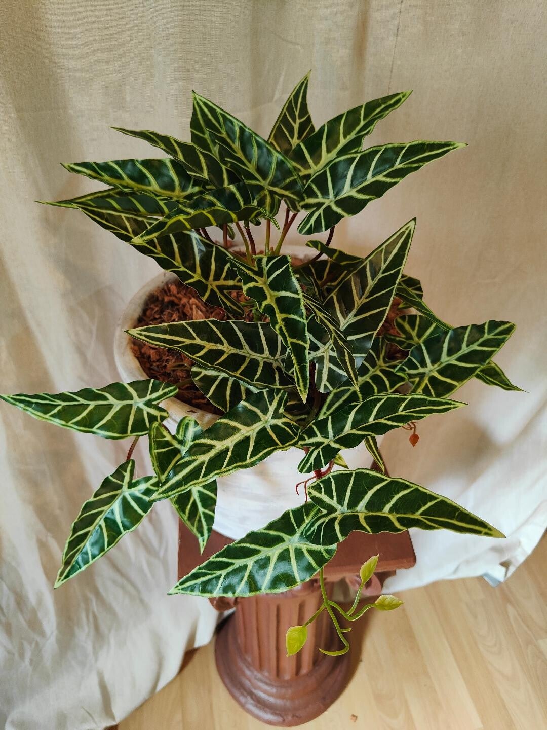 Alocasia