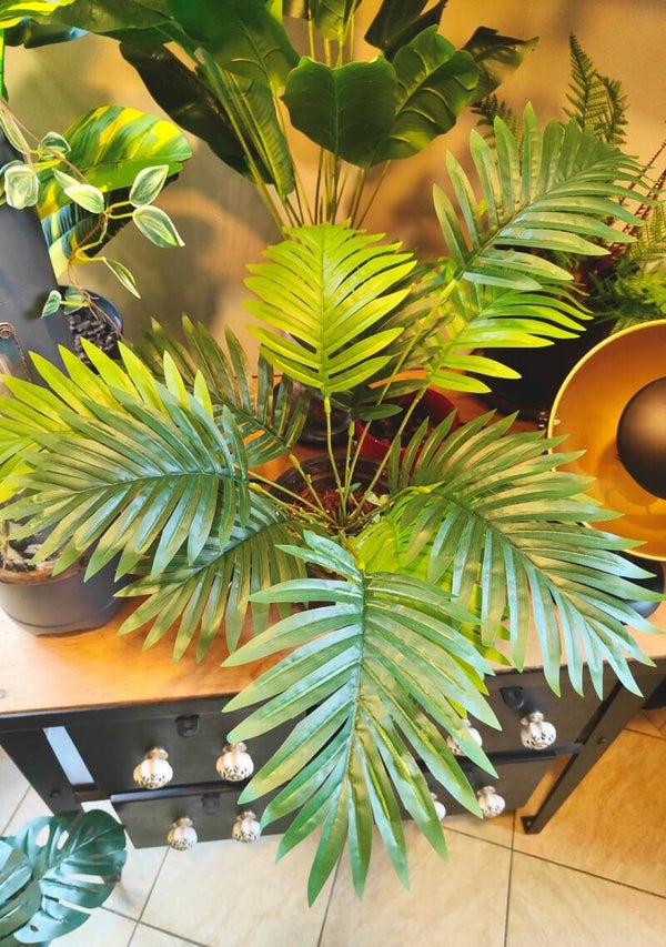 Areca 50cm