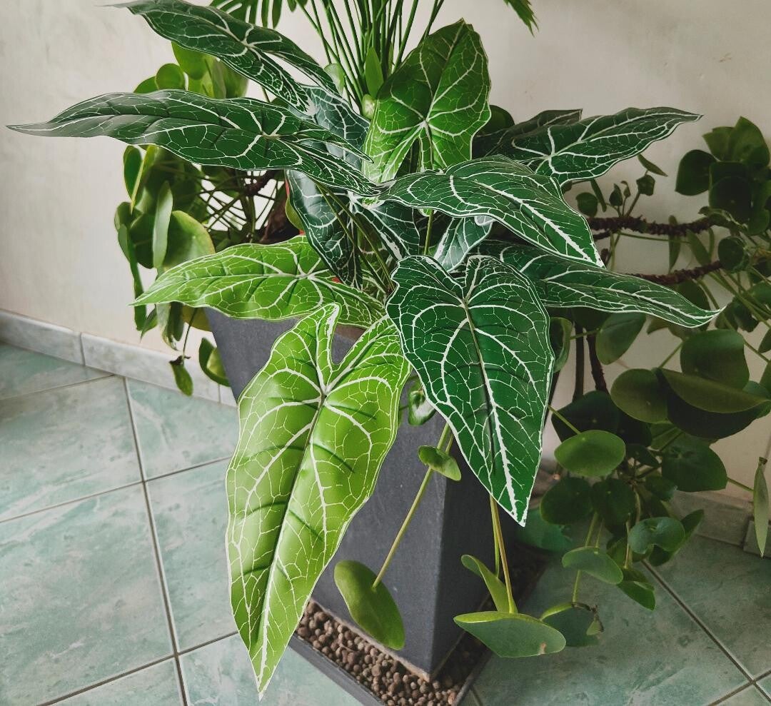 Caladium vert