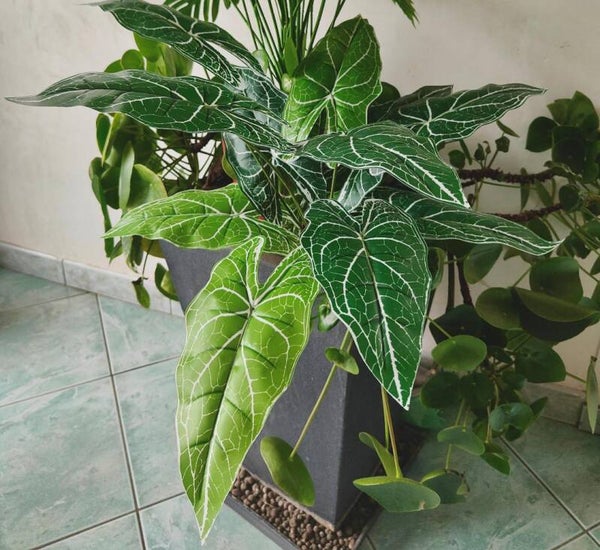 Caladium vert