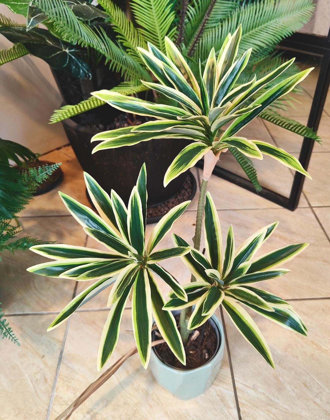 Dracaena 3 têtes
