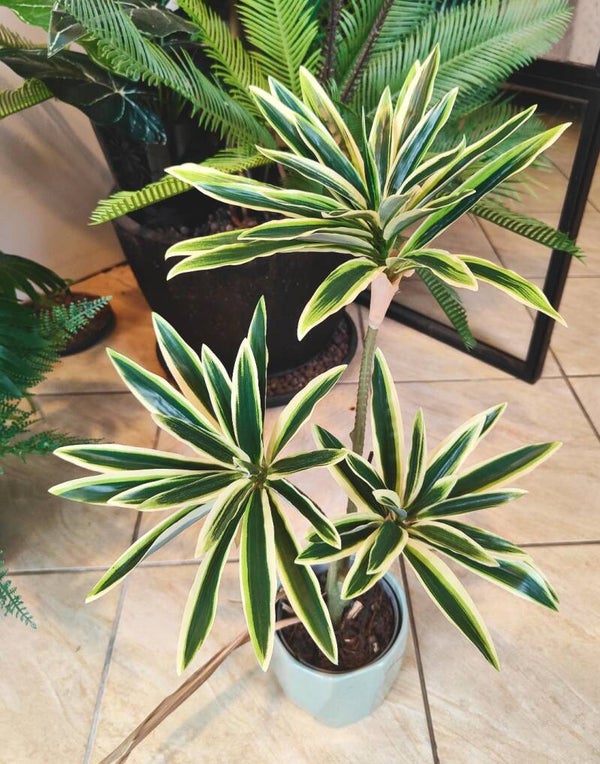 Dracaena 3 têtes