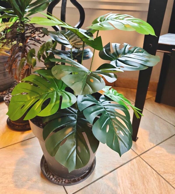 Monstera 50cm