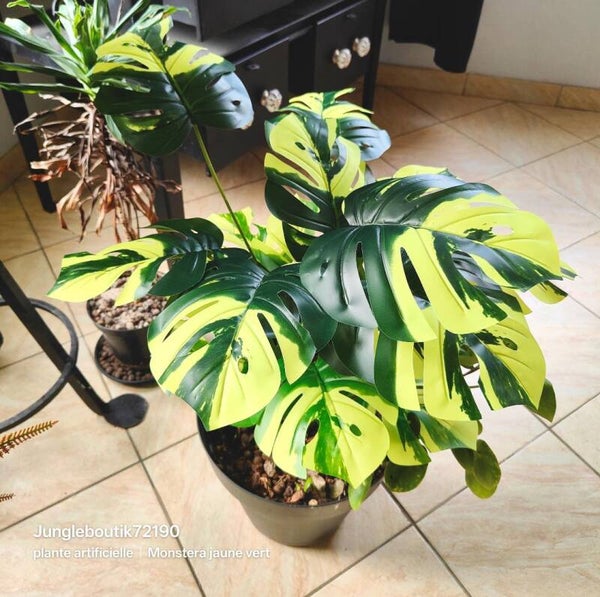 Monstera jaune et verte 70cm