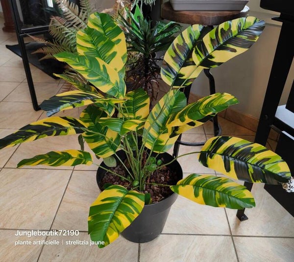 Strelitzia jaune et vert
