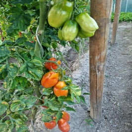 img-20250422-wa0031-standard-p23rz0.jpg
