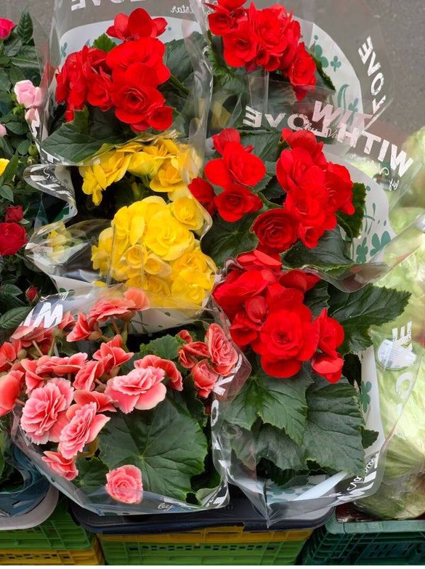 Bégonias fleuris – Une explosion de couleurs dans votre maison