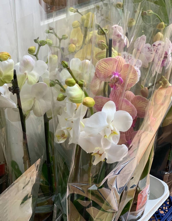 Orchidée Phalaenopsis – Élégance et raffinement floral
