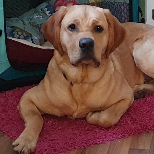 Labrador mit viel Wamme Messanleitung Ruhrpawt