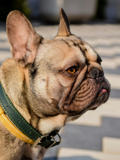 Französische Bulldogge Kopf mit Halsband Ruhrpawt Messanleitung