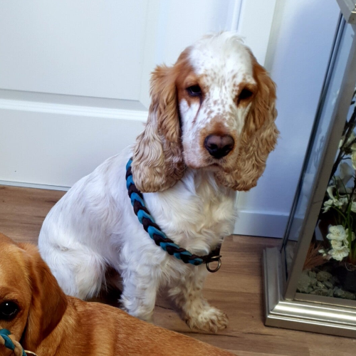 Cocker Spaniel Fiete mit einem zu großen Halsband von Ruhrpawt
