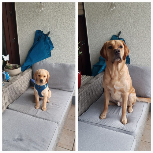 Labrador Größenvergleich Welpe und zweijähriger Hund