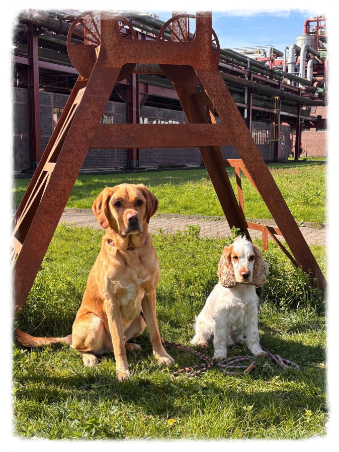 handgefertigte Hundehalsbänder aus dem Ruhrgebiet
