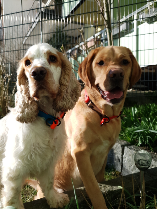 Modelhunde Fiete und Muffin von Ruhrpawt - handgemachte Hundehalsbänder aus Essen-Rüttenscheid in NRW