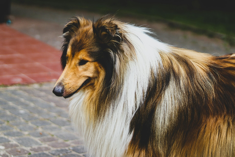Langhaariger Sheltie für die Messanleitung von Ruhrpawt
