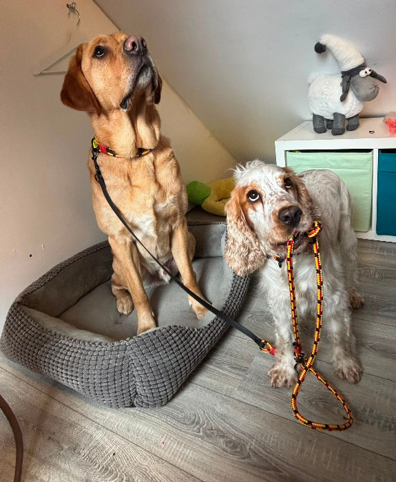 Labradormischling und Cocker Spaniel mit einer Hundeleine in Deutschlandfarben