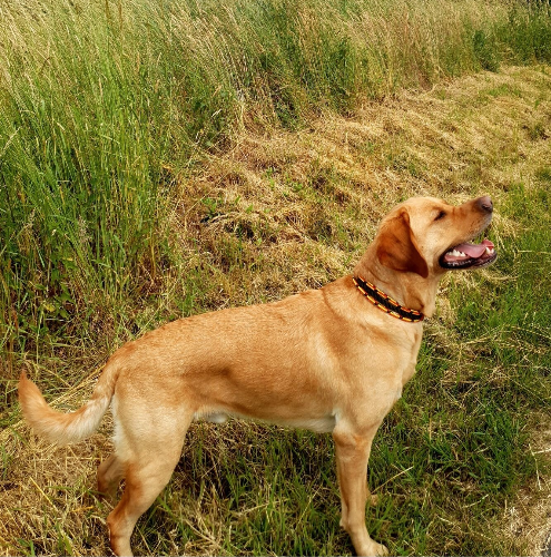 Blonder Labradormischling mit einem Hundehalsband in Deutschland Farben am Feldrand