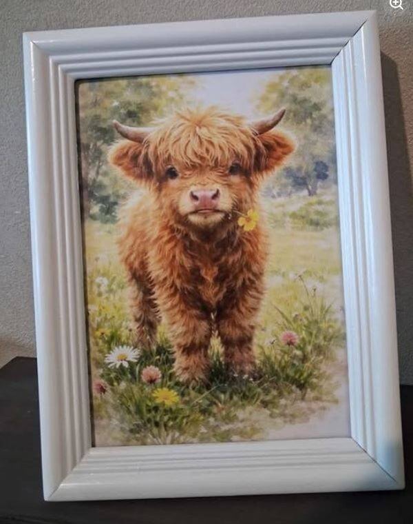 HIGHLAND CALF CUTIE