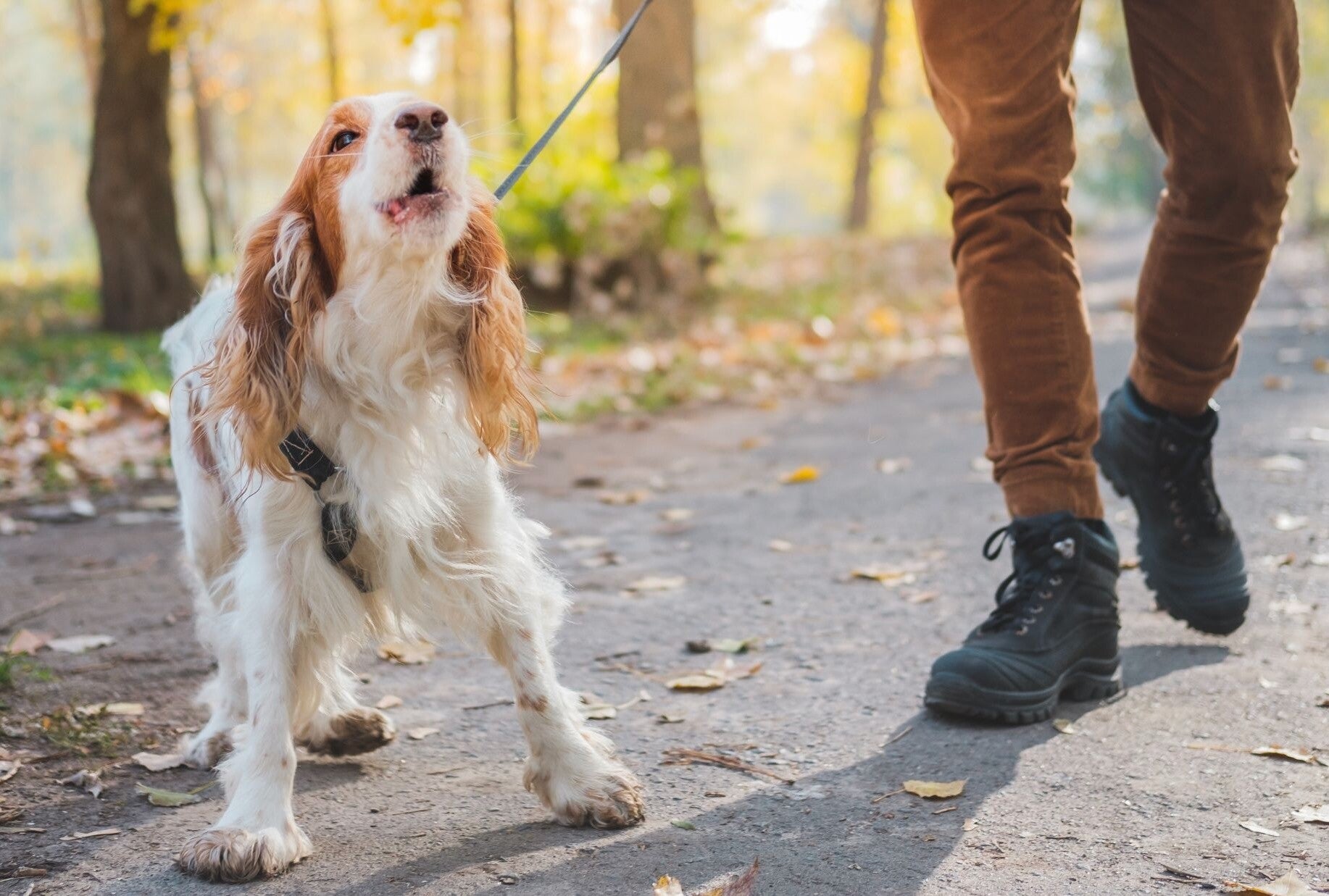 Furry Fellows_Gedragsbegeleiding hond