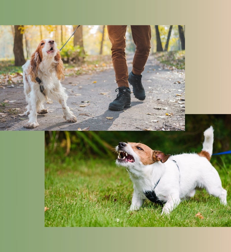 Furry Fellows_Begegnungstraining