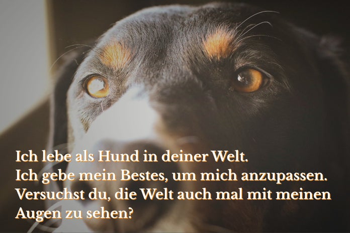 Toleranz, Mitgefühl und Umang mit Frustreaktionen von Hunden