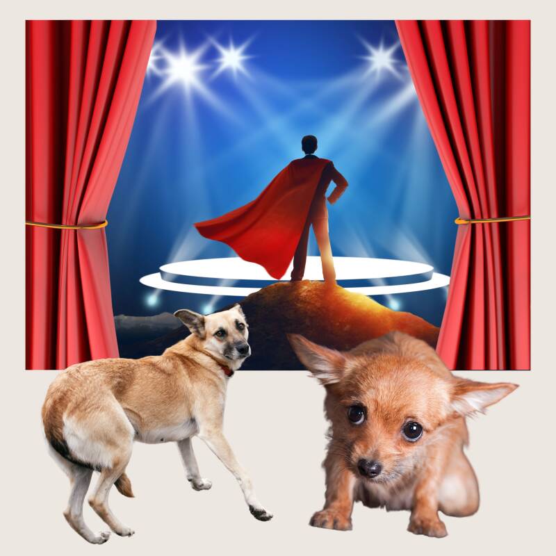 Furry Fellows_Hinter den Kulissen von TV-Hundetraining