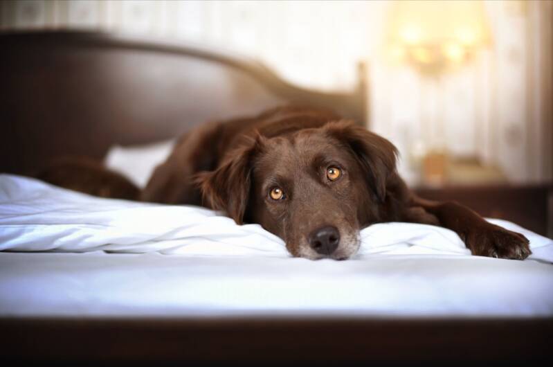 Furry Fellows_Hund kann alleine bleiben