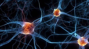 Furry Fellows_Neuroplastizität und Schmerzgedächtnis